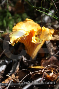 Fungus toadstool mushroom orange yellow.