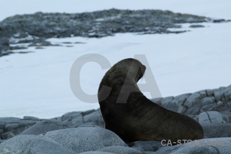 Fur seal antarctica cruise day 10 animal rock.