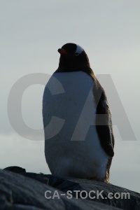 Gentoo antarctic peninsula chick penguin antarctica.