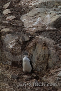 Gentoo antarctica wilhelm archipelago penguin animal.
