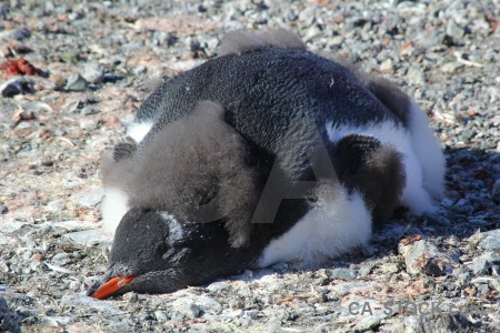 Gentoo chick petermann island animal antarctica.