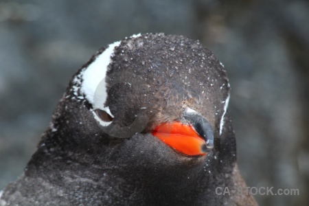 Goudier island antarctica antarctic peninsula animal cruise.