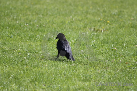 Grass crow bird animal green.