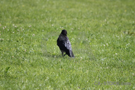 Grass green crow bird animal.