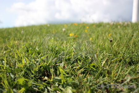 Grass green white field.