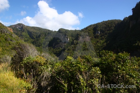 Grass mountain south island bush tree.