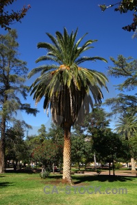 Grass palm tree argentina salta tour 2 cafayate.