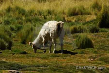 Grass south america animal llama atacama desert.