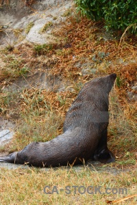 Grass south island animal seal new zealand.