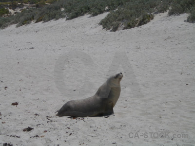 Gray animal seal.