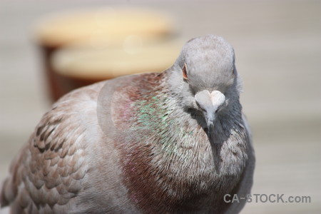 Gray bird dove animal pigeon.