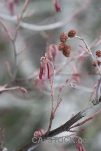 Gray branch.