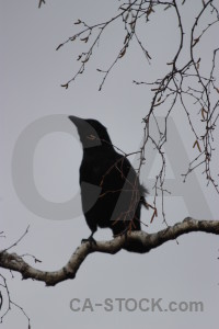 Gray crow bird animal.