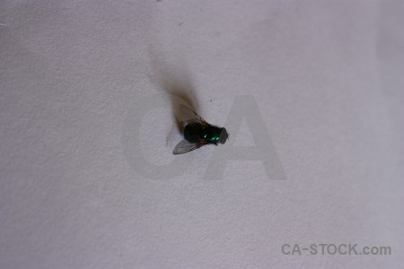 Gray insect animal fly.