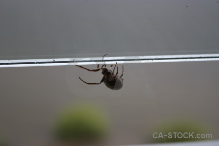 Gray insect animal spider.