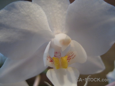 Gray orchid plant flower.