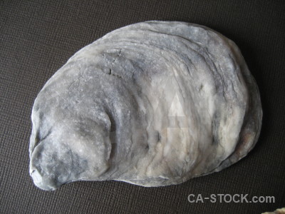 Gray shell object.