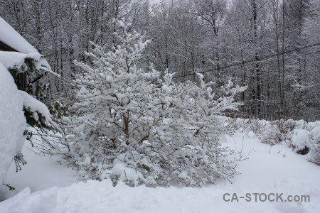 Gray snow tree single winter.