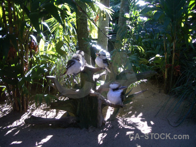 Green animal bird.