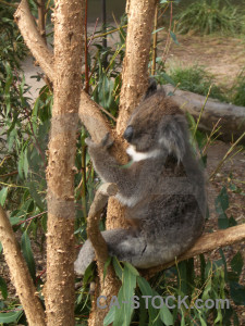 Green animal brown koala.