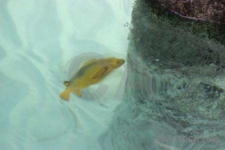 Green animal fish underwater.