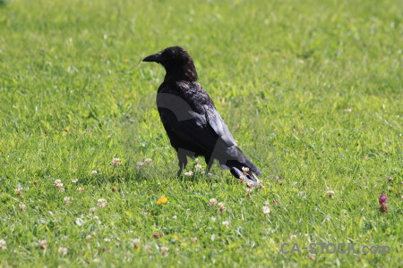 Green bird crow animal grass.
