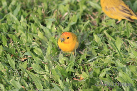 Green bird yellow orange animal.
