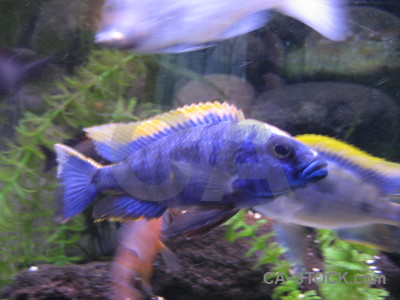 Green blue fish animal.