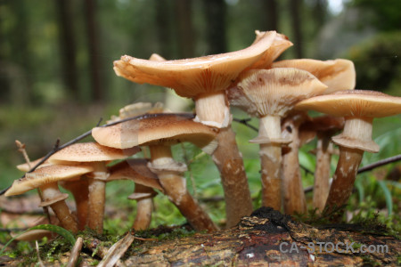 Green brown toadstool mushroom fungus.