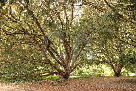 Green brown tree single.