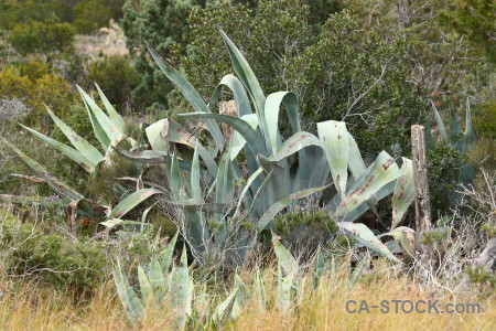 Green cactus nature plant texture.