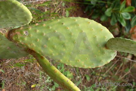 Green cactus texture plant nature.