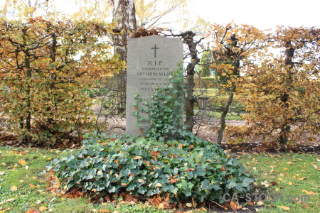 Green cemetery white grave cross.