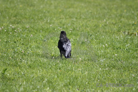 Green crow animal bird grass.