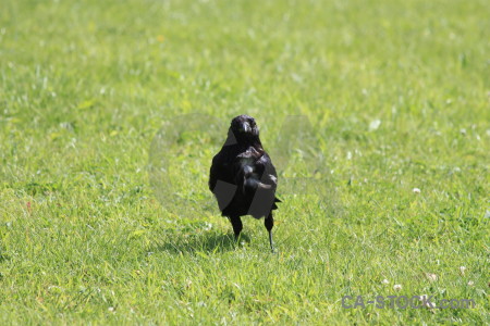 Green crow animal grass bird.