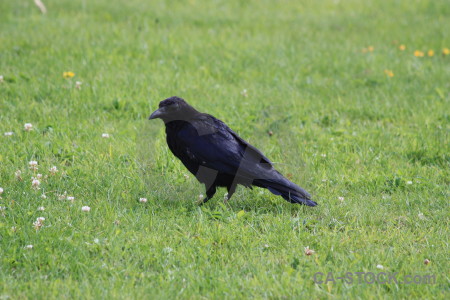 Green crow bird grass animal.