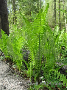 Green fern plant leaf.