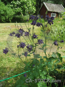 Green flower plant.