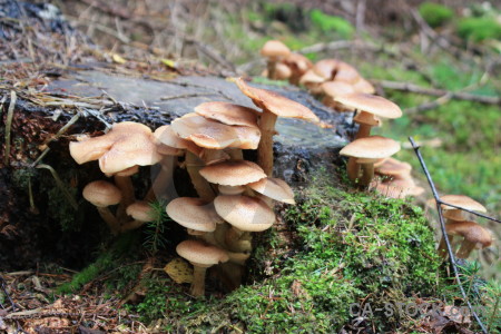 Green fungus mushroom toadstool.