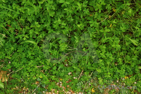 Green grass nature texture.