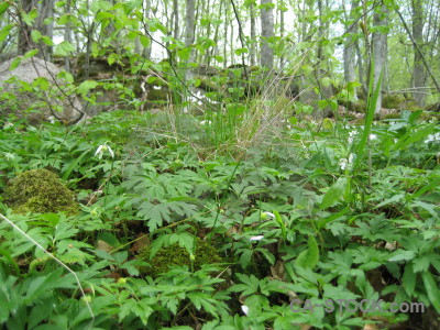 Green ground forest.