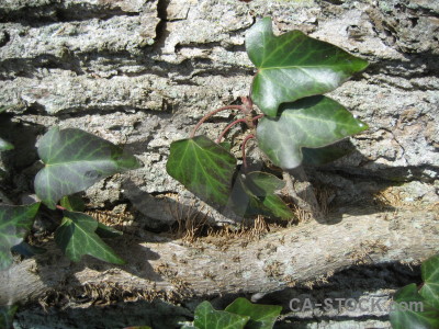 Green ivy branch.