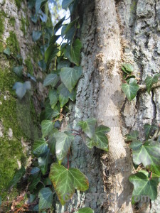 Green ivy branch.
