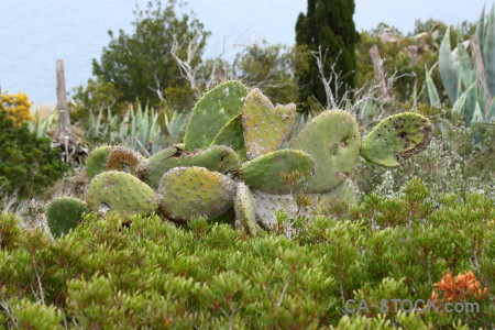 Green nature cactus plant texture.
