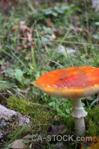 Green orange fungus toadstool mushroom.