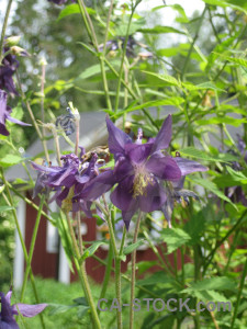 Green purple flower plant.