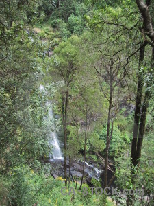 Green rainforest waterfall tree water.