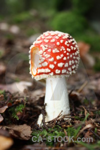 Green red mushroom toadstool fungus.