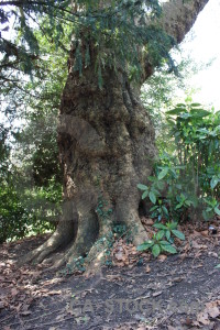 Green single tree root.