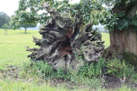 Green single tree stump.